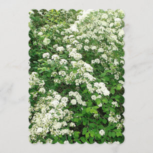 Spirea Floral Blume Shrub/Busch Einladung