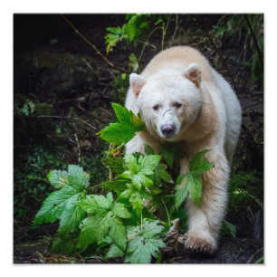 Spirit Bear Foto Print