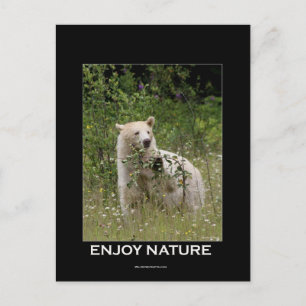 Spirit Bear Geschenke Postkarte