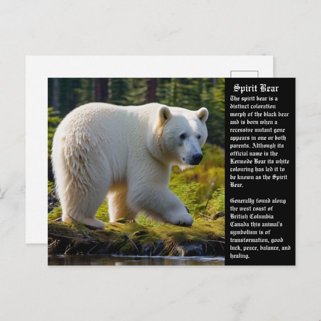 Spirit Bear Postcard Feiertagspostkarte (Vorne/Hinten)