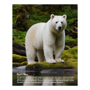Spirit Bear Poster