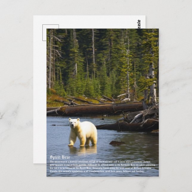 Spirit Bear Postkarte (Vorne/Hinten)