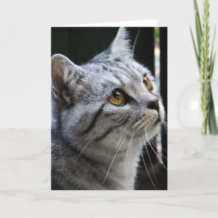 Spirit Cat Card Karte