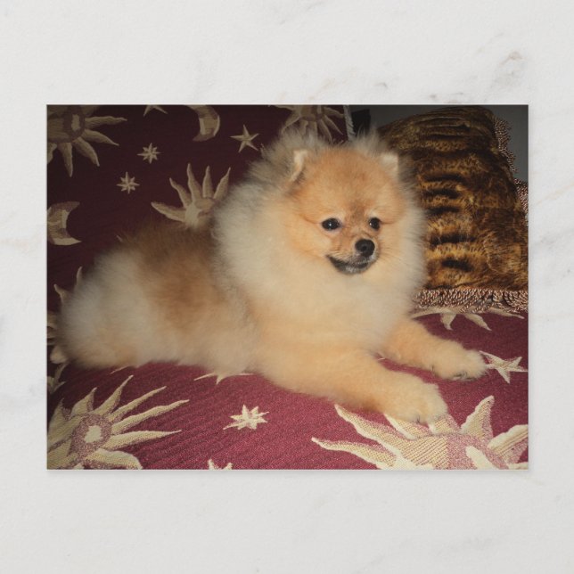 Spitz Alemão Postkarte (Vorderseite)