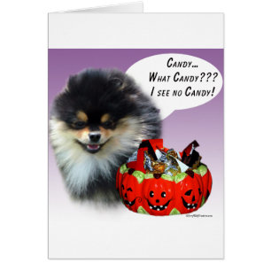 Spitz (blktan) Halloween Candy