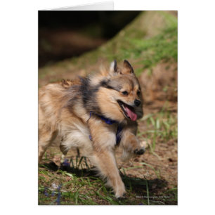 Spitz, der an mit Geschirr läuft