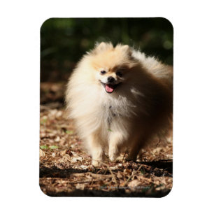 Spitz, der in das gefallene Blätter Trotting ist Magnet