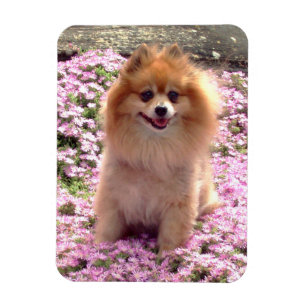 Spitz des Magnet-  mit rosa Blumen Magnet