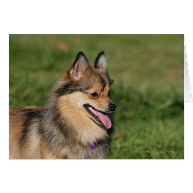 Spitz-Headshot (Vorderseite (Horizontal))