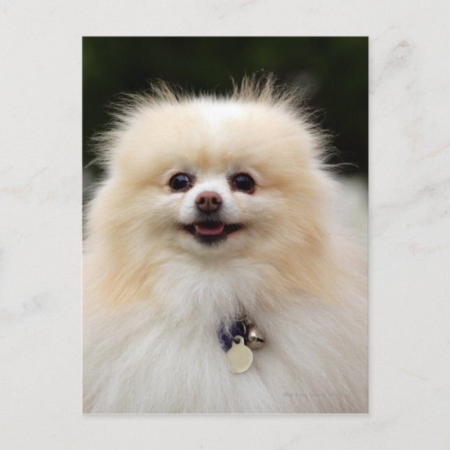 Spitz Headshot 1 Postkarte (Vorderseite)