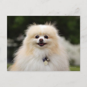 Spitz Headshot 1 Postkarte