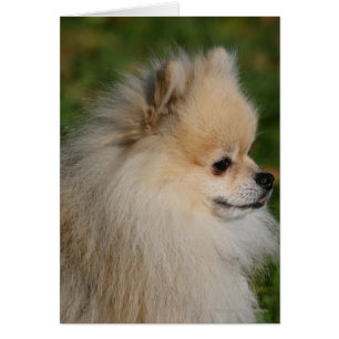 Spitz Headshot 2