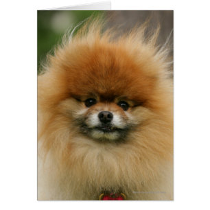 Spitz-Headshot - Kamera