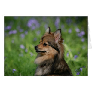 Spitz-Headshot-Sitzung