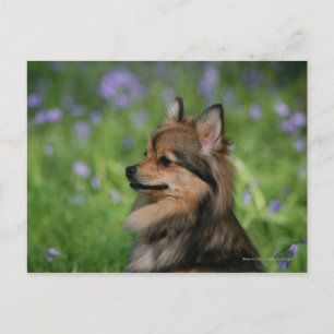 Spitz-Headshot-Sitzung Postkarte