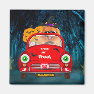 Spitz Hund Autofahren Auto Beängstigend Halloween Magnet