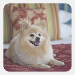 Spitz Hund im haustierfreundlichen Hotelzimmer Quadratischer Aufkleber