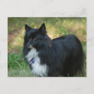 Spitz Hund Postkarte