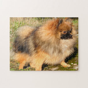 Spitz Hund. Puzzle