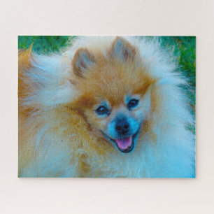 Spitz Hund. Puzzle