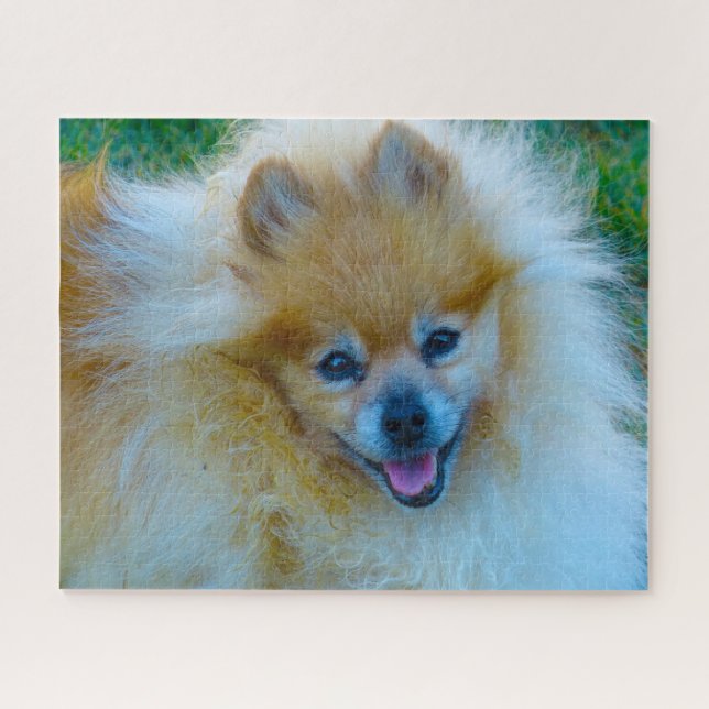 Spitz Hund. Puzzle (Horizontal)