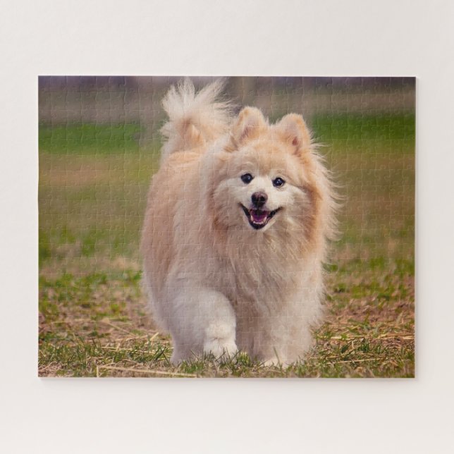 Spitz Hund. Puzzle (Horizontal)