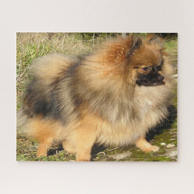 Spitz Hund. Puzzle (Horizontal)