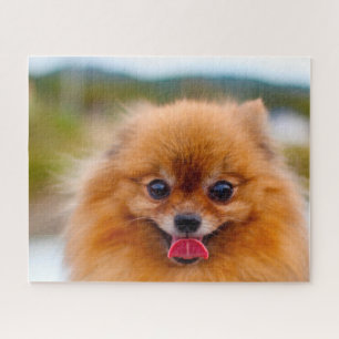 Spitz Hund. Puzzle
