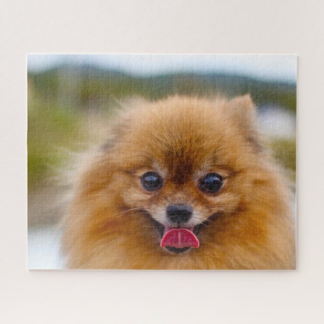 Spitz Hund. Puzzle (Horizontal)