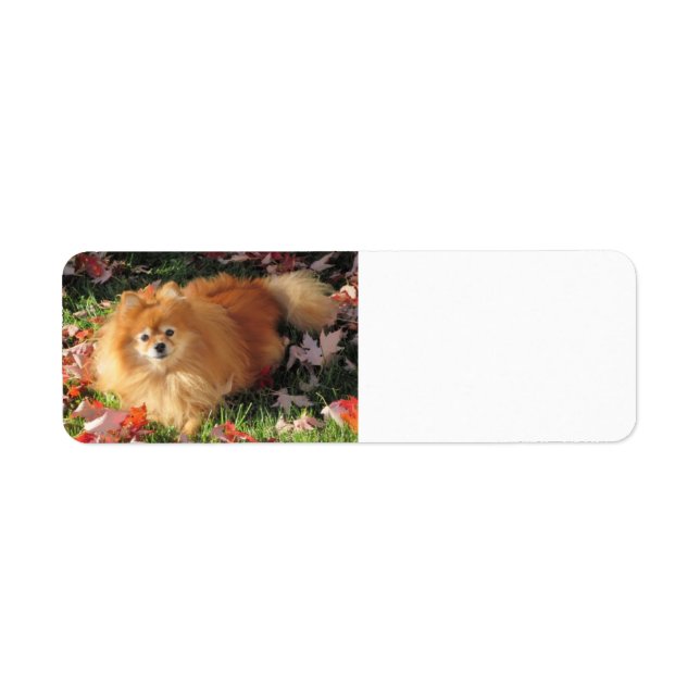 Spitz Hund Rücksendeadresse Etikett Herbst (Vorne)