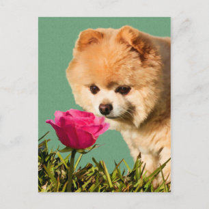 Spitz Hund und Rose Postkarte