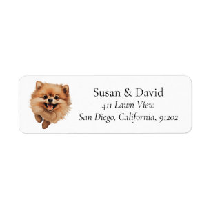 Spitz Hunde Rasse Heimtiere Liebhaber