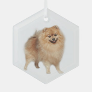 Spitz Hunde Tiergläser Ornament Aus Glas