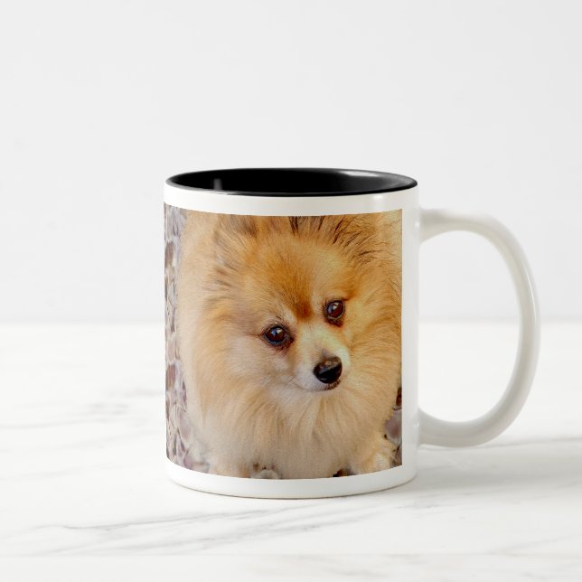 Spitz-Hundekaffee-Tasse Zweifarbige Tasse (Rechts)