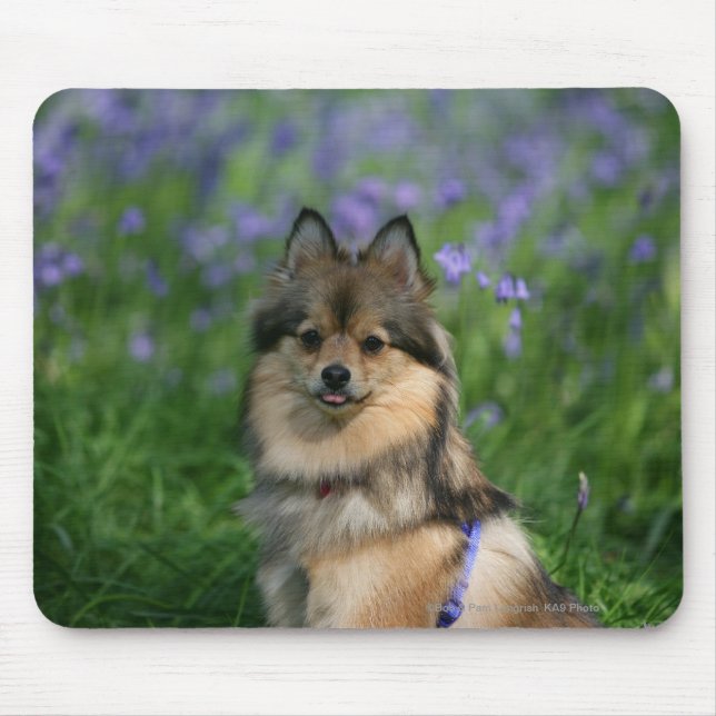 Spitz im Gras Mousepad (Vorne)