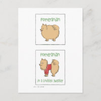 Spitz in einem gegossenen Pullover