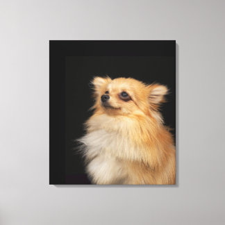 Spitz in Schwarz Leinwanddruck