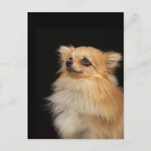 Spitz in Schwarz Postkarte (Vorderseite)