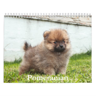 Spitz-Kalender Kalender