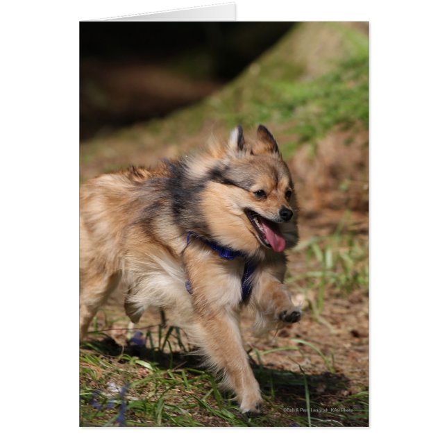 Spitz läuft mit Hartnäckigkeit auf (Vorne)