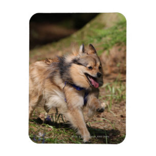 Spitz läuft mit Hartnäckigkeit auf Magnet