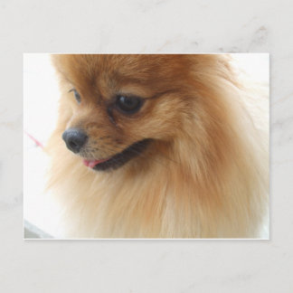 Spitz Lover Postkarte