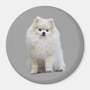Spitz-Magnet Magnet