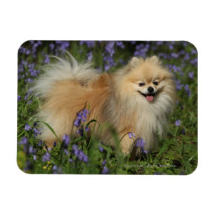 Spitz mit Blick auf die Kamera in den Bluebells Magnet