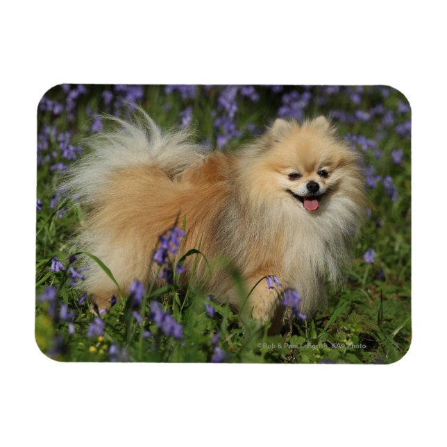Spitz mit Blick auf die Kamera in den Bluebells Magnet (Horizontal)