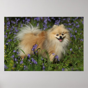 Spitz mit Blick auf die Kamera in den Bluebells Poster