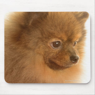 Spitz Mousepad