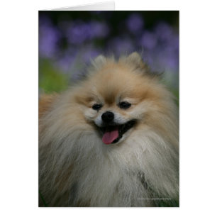 Spitz Panting