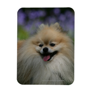 Spitz Panting Magnet