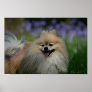 Spitz Panting Poster